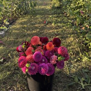 Bulk Blooms | Bucket