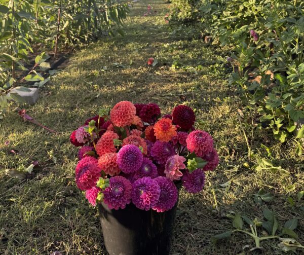 Bulk Blooms | Bucket