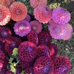 Dahlia Tubers